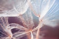 White dandelion close up on a pink blurred background. Macro image, shallow depth of field