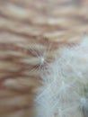 White dandelion closeup. Dandelion fluff came of Royalty Free Stock Photo