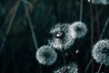 White dandelion on a dark background ecological problems dark nature. Royalty Free Stock Photo