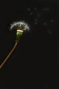 A white dandelion flew alone on a green stalk on a black background, a flat layer Royalty Free Stock Photo