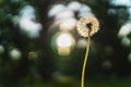 White dandelion flower on blurred green background