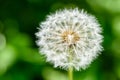 White Dandelion Flower Royalty Free Stock Photo