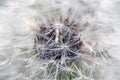 White dandelion flower close up Royalty Free Stock Photo