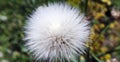 White Dandelion flower closeup with blur background
