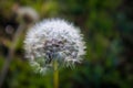 White Dandelion Flower with Dew in a Field Royalty Free Stock Photo