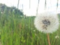 White dandelion flower in a field Royalty Free Stock Photo