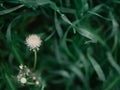 White dandelion flower in green grass with wild yellow flowers, selective focus, spring meadow. White dandelion with blurred Royalty Free Stock Photo