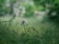 White dandelion flower in green grass with wild yellow flowers, selective focus, spring meadow. White dandelion with blurred Royalty Free Stock Photo