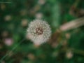 White dandelion flower in green grass with wild yellow flowers, selective focus, spring meadow. White dandelion with blurred Royalty Free Stock Photo