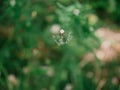 White dandelion flower in green grass with wild yellow flowers, selective focus, spring meadow. White dandelion with blurred Royalty Free Stock Photo