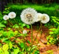 White dandelion flower  growing in the forest Royalty Free Stock Photo