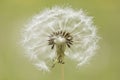 White dandelion flower head isolated on bokeh background Royalty Free Stock Photo