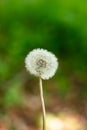 White dandelion flower stem, round ball of flying seeds, Close up shot, shallow depth of field, no people Royalty Free Stock Photo