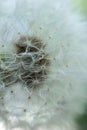 White dandelion flower stem, round ball of flying seeds, Close up shot, shallow depth of field, no people Royalty Free Stock Photo