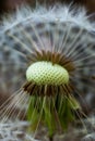 White dandelion flower stem, round ball of flying seeds, Close up shot, shallow depth of field, no people Royalty Free Stock Photo