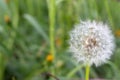 White dandelion flower in unfocused green grass. Flower closeup. White blowball macro. Field and meadow background. Royalty Free Stock Photo