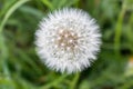 White dandelion flower in unfocused green grass. Flower closeup. White blowball macro. Field and meadow background. Royalty Free Stock Photo