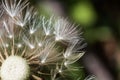 White dandelion fluff in macro Royalty Free Stock Photo