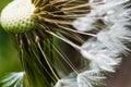 White dandelion fluff in macro Royalty Free Stock Photo