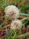 White dandelion fluff in meadow with morning dew, Lithuania