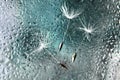 White dandelion fluffs stuck to a wet window pane against a blurry green background Royalty Free Stock Photo