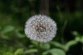 White dandelion fluffy flower in the cente