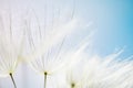 White dandelion in a forest against the blue sky. Abstract summer nature background Royalty Free Stock Photo