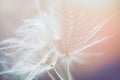 White dandelion in a forest against the pink sky at sunset. Abstract summer nature background Royalty Free Stock Photo