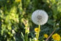 White dandelion on a forest meadow Royalty Free Stock Photo