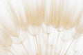 White dandelion in a forest at sunrise. Abstract summer nature background Royalty Free Stock Photo