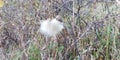 White dandelion in the forest