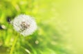 White dandelion on a green background with bokeh, banner for web Royalty Free Stock Photo