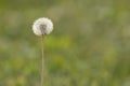 White dandelion on a green bokeh background Royalty Free Stock Photo