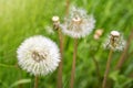 White dandelion on green. Royalty Free Stock Photo