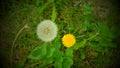 White dandelion on a green field. Wildflowers