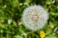 White dandelion