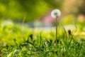 White dandelion on green grass blur background