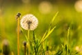 White dandelion on green grass blur background Royalty Free Stock Photo