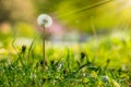 White dandelion on green grass blur background