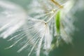 White dandelion in a green grass on a forest meadow. Abstract summer nature background Royalty Free Stock Photo