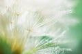 White dandelion in a green grass on a forest meadow. Abstract summer nature background Royalty Free Stock Photo