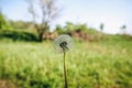 White dandelion on the green grass meadow background. Summer flower wallpaper Royalty Free Stock Photo