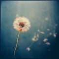 Vintage-inspired Dandelion Still Life: Dreamy Analog Photograph