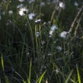 white dandelion on ground Royalty Free Stock Photo