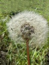 White dandelion grows in the field Royalty Free Stock Photo