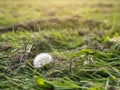 White dandelion grows in a freshly cut grass field. Selective focus. Nature background. Warm color Royalty Free Stock Photo