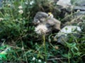 White dandelion head with natural green wild grass background Royalty Free Stock Photo