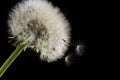 White dandelion isolated on black background.Close up Royalty Free Stock Photo