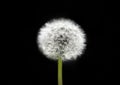 White dandelion on isolated black background. Fluffy dandelion seeds. Dandelion closeup macro. A side view of a blooming flower Royalty Free Stock Photo