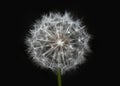 White dandelion on isolated black background. Fluffy dandelion seeds. Dandelion close-up macro. A side view of a blooming flower Royalty Free Stock Photo